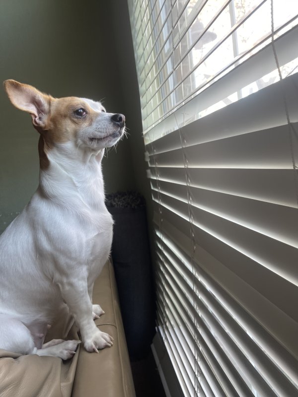 Lost Jack Russell Terrier in Texas