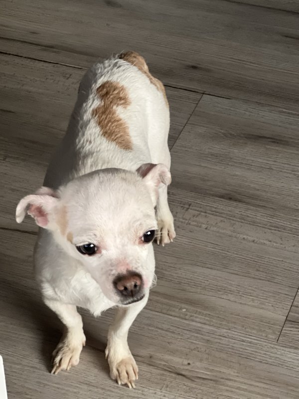 Found Chihuahua 