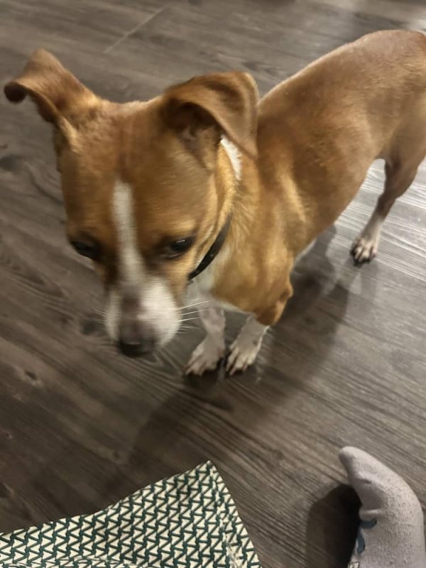 Lost Jack Russell Terrier in Pennsylvania