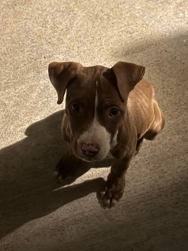 Found Mutt in Florida