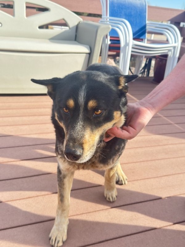 Found Australian Cattle Dog in Brighton, Colorado