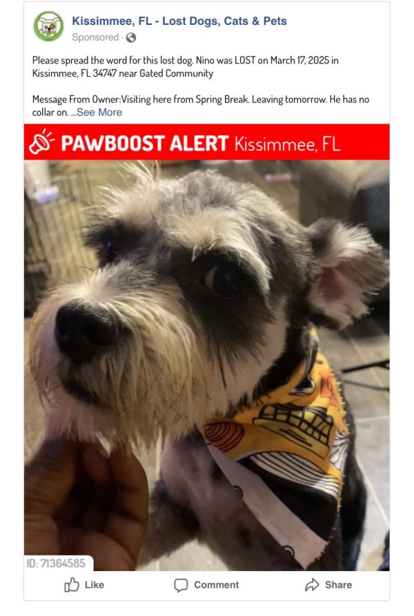 Lost Standard Schnauzer in Florida