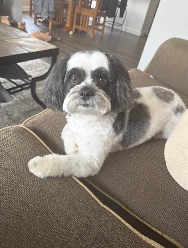 Lost Shih Tzu in Michigan