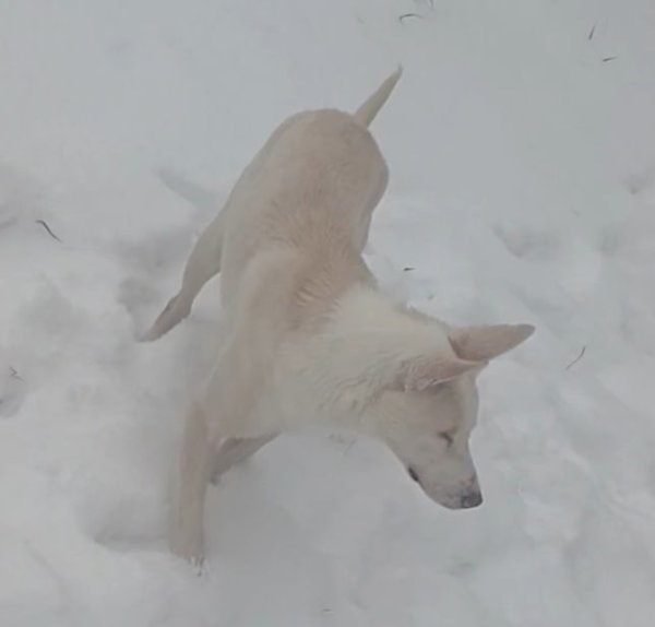 Lost German Shepherd Dog in Georgia