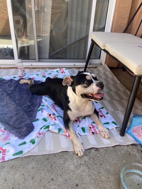 Found American Staffordshire Terrier in California