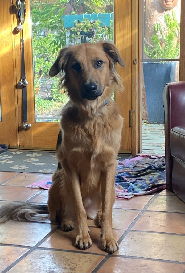 Lost Golden Retriever in California
