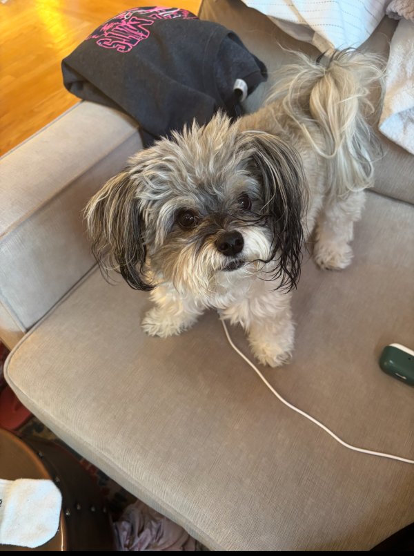 Lost Havanese in Illinois