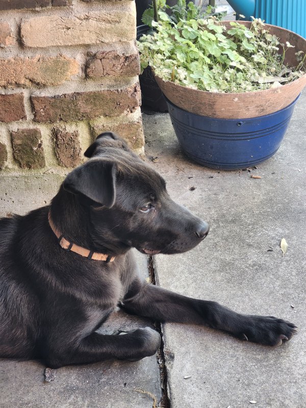 Found Labrador Retriever in Texas