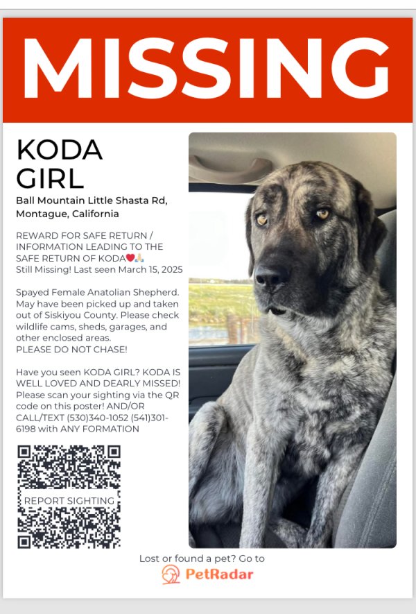 Lost Anatolian Shepherd Dog in California