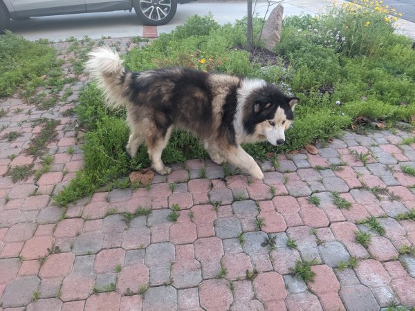 Found Alaskan Malamute in California