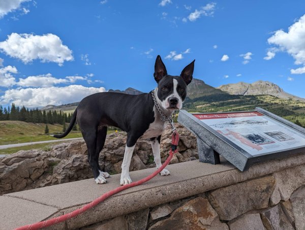 Lost Boston Terrier in Colorado