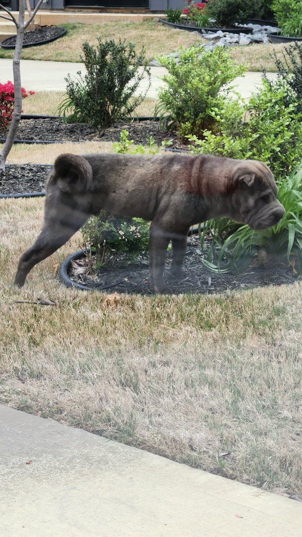 Found Chinese SharPei in Atlanta, Georgia