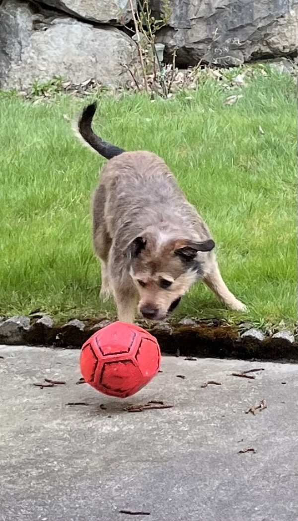 Found Dog in Snohomish, WA