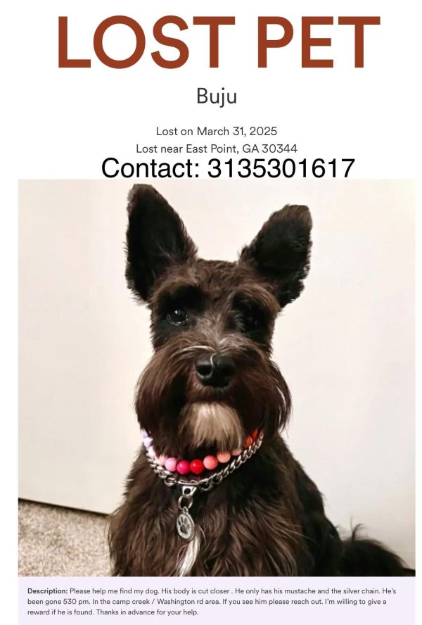 Lost Miniature Schnauzer in Atlanta, Georgia