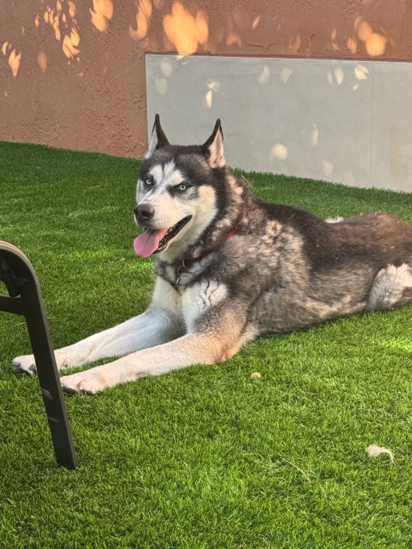 Found Siberian Husky in Fort Lauderdale, Florida