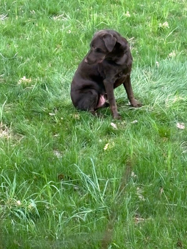 Found Labrador Retriever in Tennessee