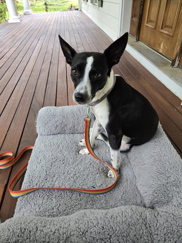 Lost Mutt in New York