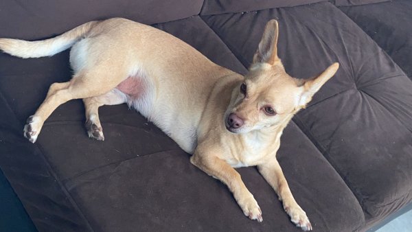 Found Dog in Houston, TX