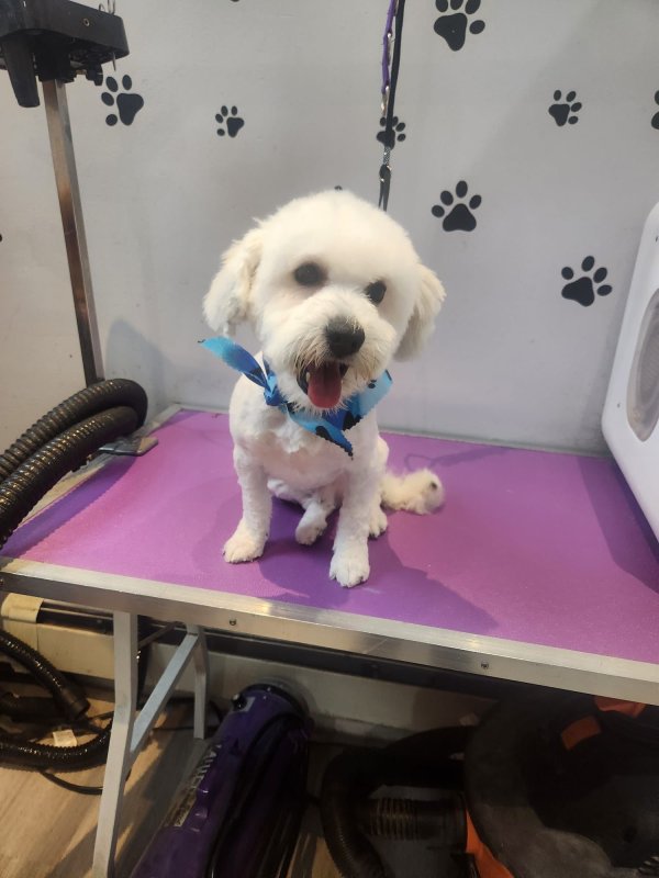 Lost Shih Tzu in New York