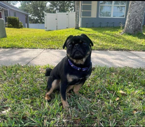 Lost Pug in Florida