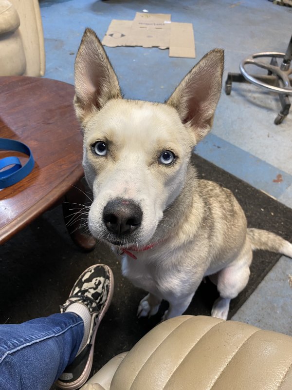 Found Siberian Husky 