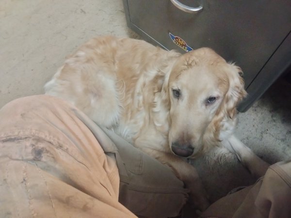 Found Golden Retriever 