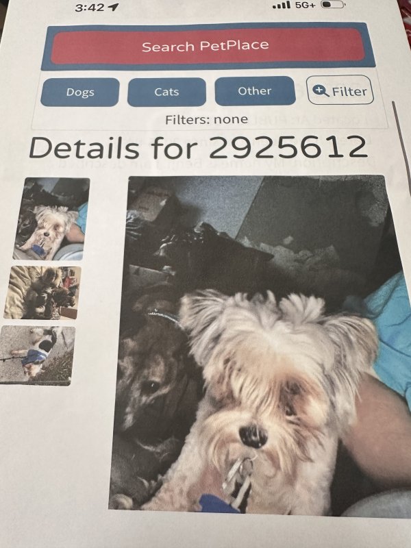 Lost Shih Tzu in Florida