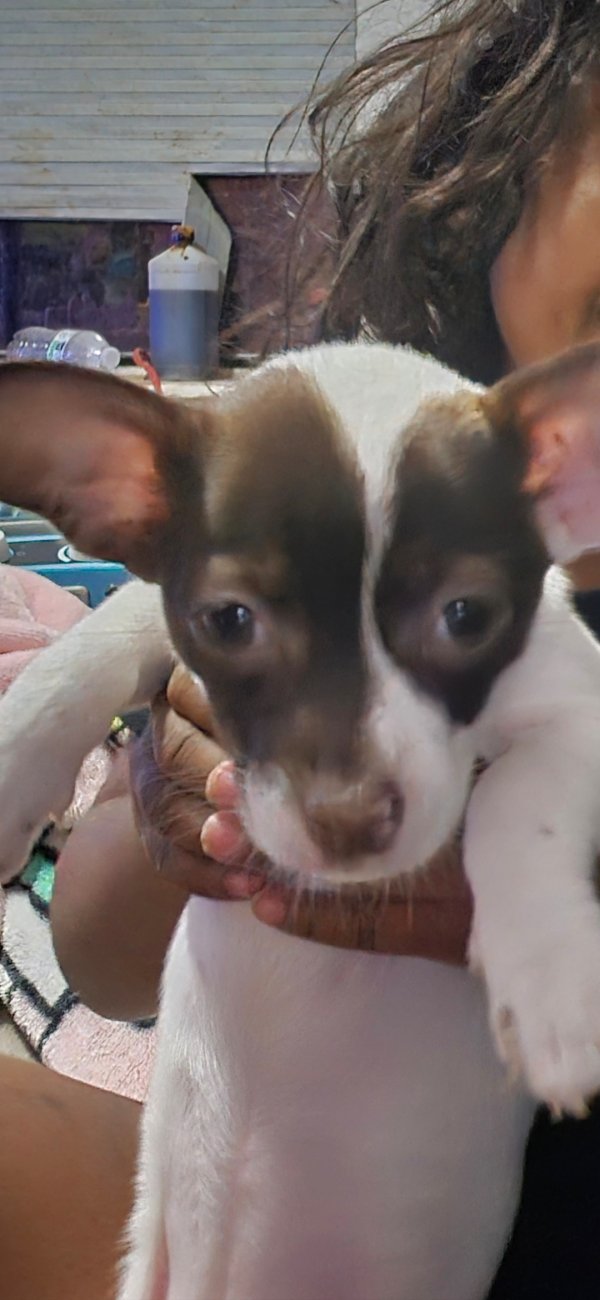 Lost Chihuahua in Texas