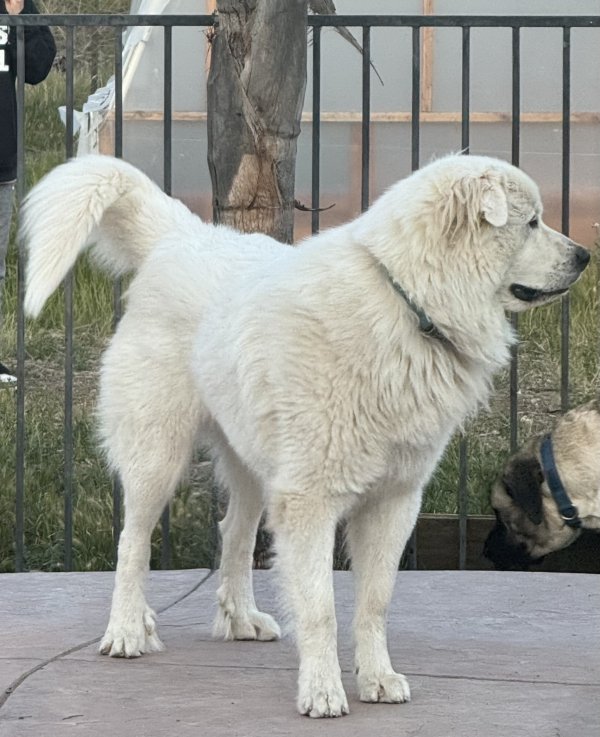 Lost Great Pyrenees in California