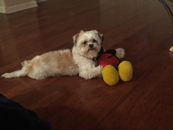 Lost Bichon Frise in Atlanta, Georgia