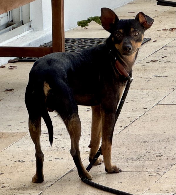 Found Dog in Miami, FL