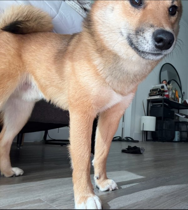 Lost Shiba Inu in Texas
