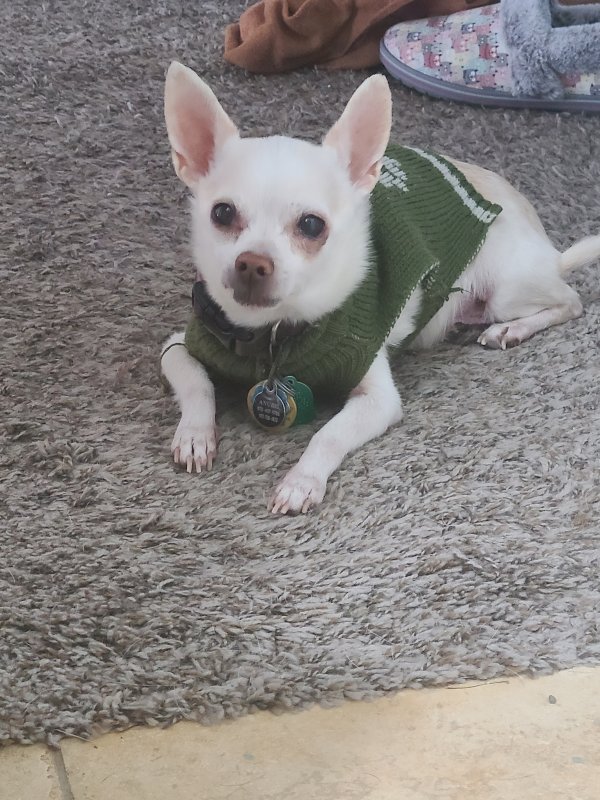 Lost Chihuahua in Colorado