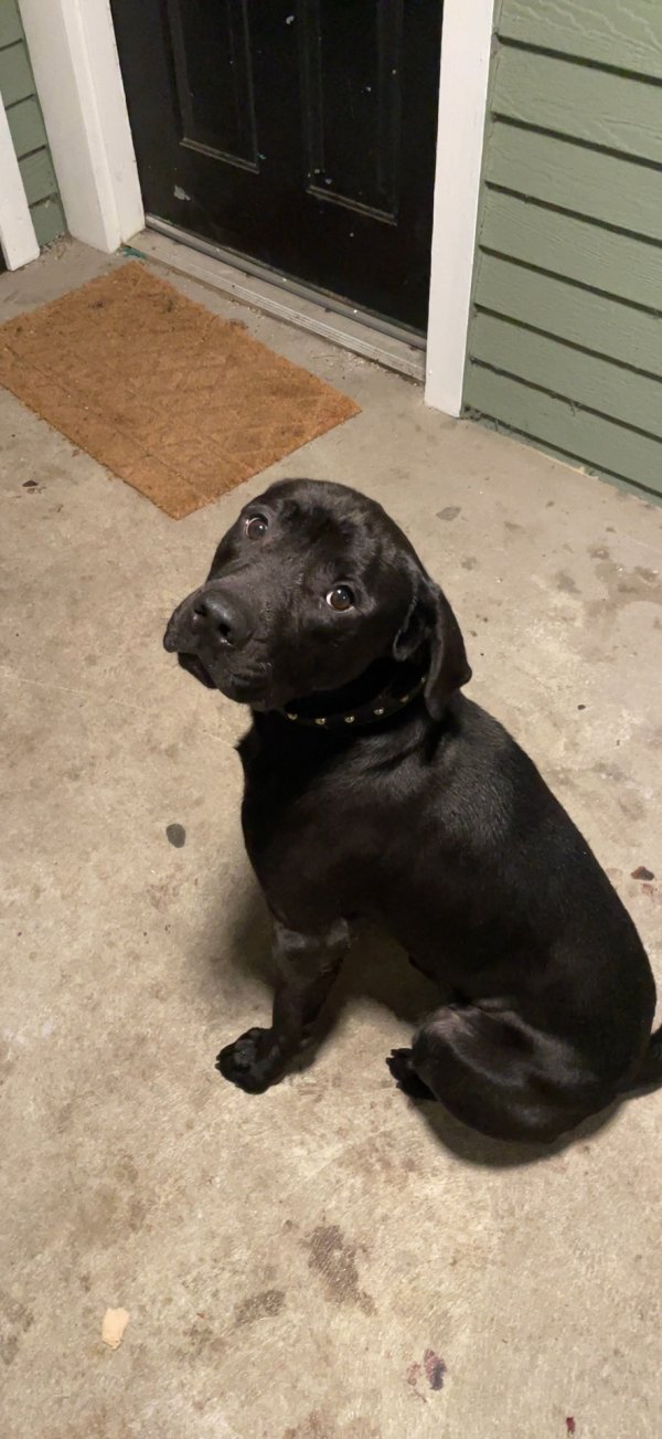 Found Labrador Retriever 
