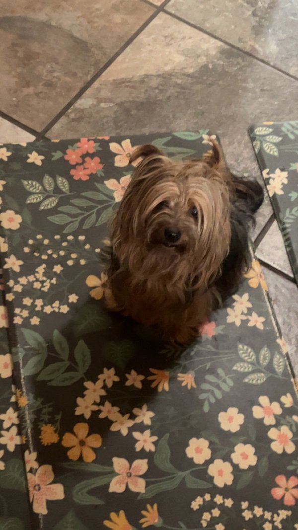 Lost Yorkshire Terrier in Colorado