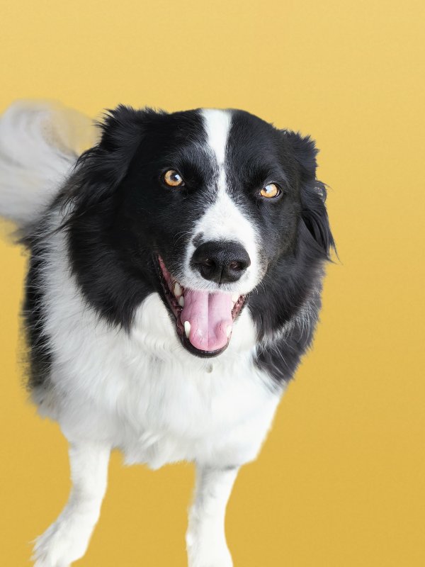 Lost Border Collie 