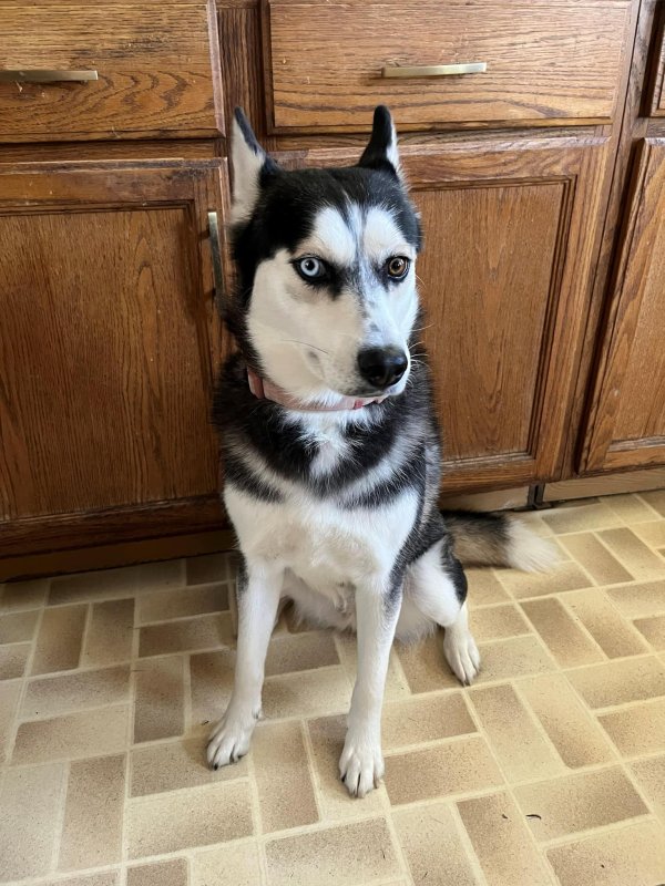 Lost Siberian Husky in San Antonio, Texas