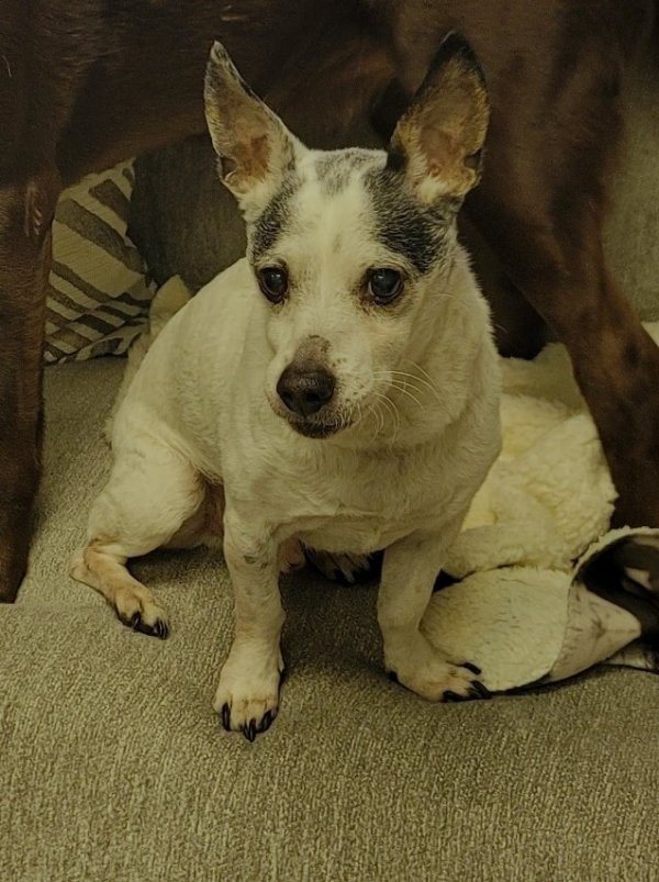 Lost Chihuahua in Plano, Texas