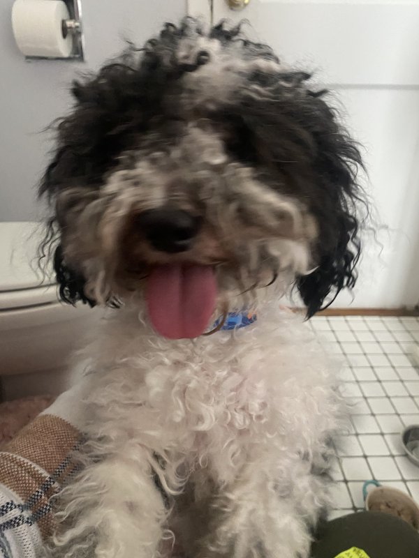 Found Poodle 