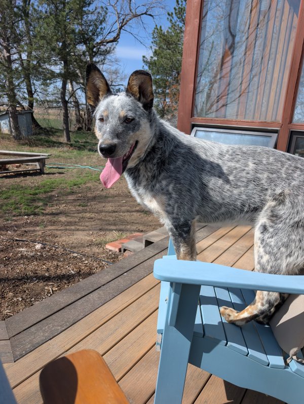 Found Australian Cattle Dog 