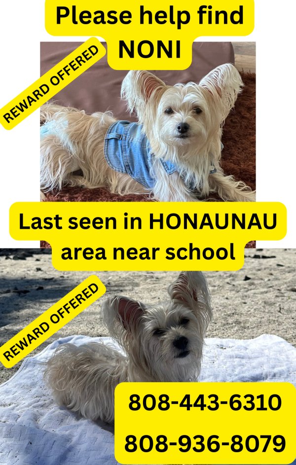 Lost Yorkshire Terrier 