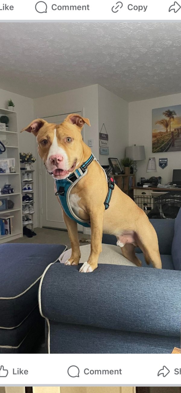 Safe Pit Bull in Clearwater, FL
