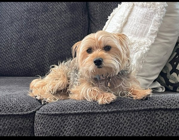 Lost Yorkshire Terrier in California