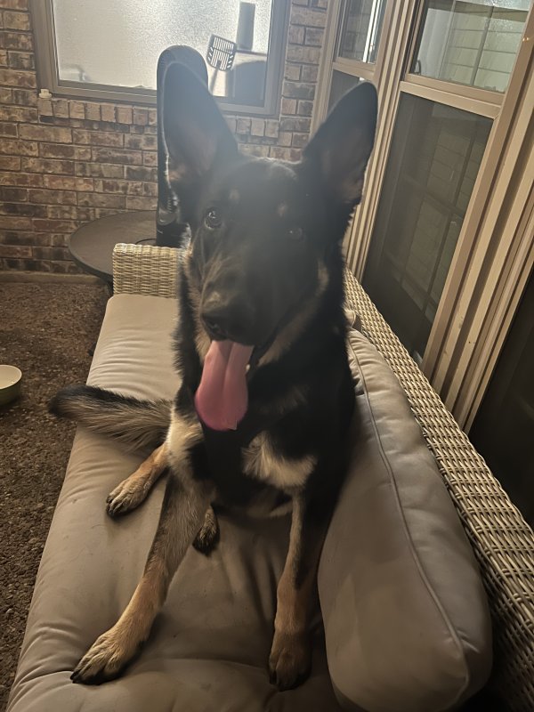 Found German Shepherd Dog in Texas