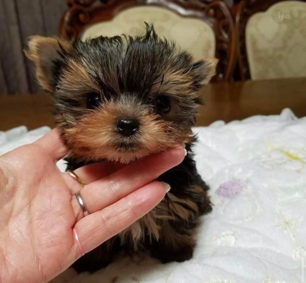 Found Yorkshire Terrier in California