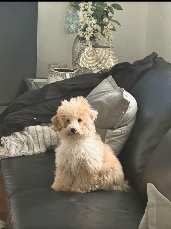 Lost Poodle in Miami, Florida