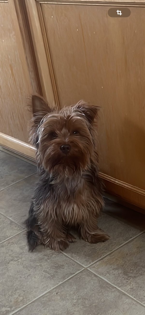 Lost Yorkshire Terrier in Colorado