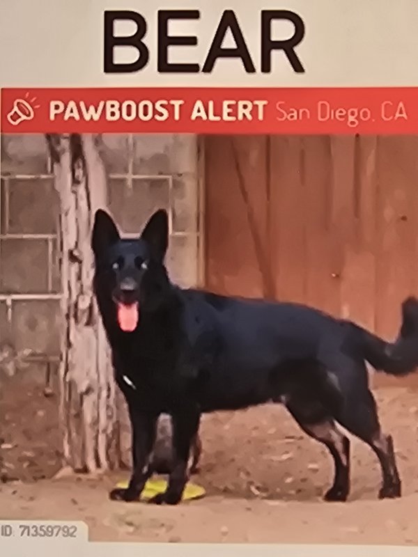 Lost German Shepherd Dog in California