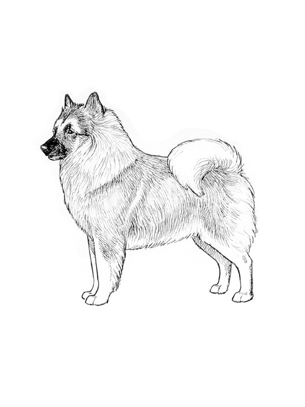 Lost German Spitz in Georgia
