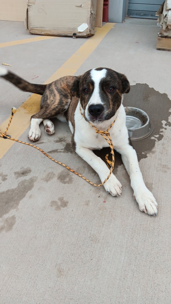 Found Pit Bull in Chandler, Arizona